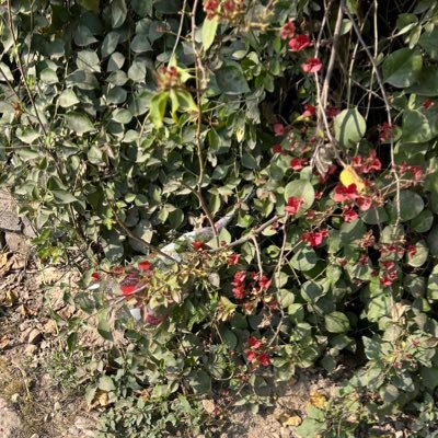 feekhorse's profile picture. Artist, willing to do commissions or trade art prints