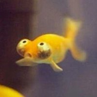 What If Fish? (@wifionsui) 's Twitter Profile