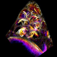 Morphogenesis Lab_IISERK (@prasadlabiiserk) 's Twitter Profile