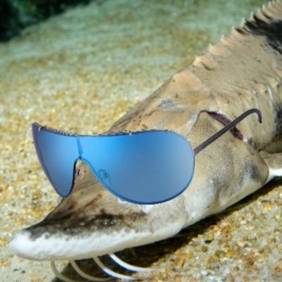 BigSturgeonVA's profile picture. Voice actor and martial artist. They call me Big Sturgeon because um uhh. Fish. Proud editor of Nutes Clan’s awful videos. I LOVE MY GF he/him