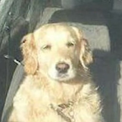 BasedAnixyo's profile picture. cofounder #1 trading bot on @base