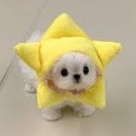 Erica Schroeder (@ericaschroeder_) 's Twitter Profile