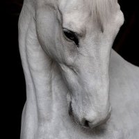 lulu (@whimsysnark) 's Twitter Profile
