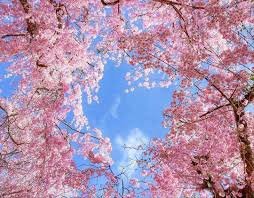 Vluva787470's profile picture. Create your own sunshine.