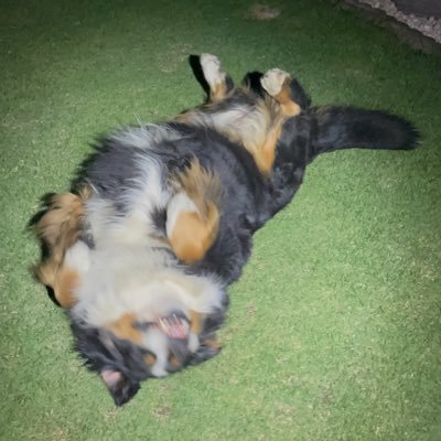 とんこつしょうゆさんのプロフィール画像