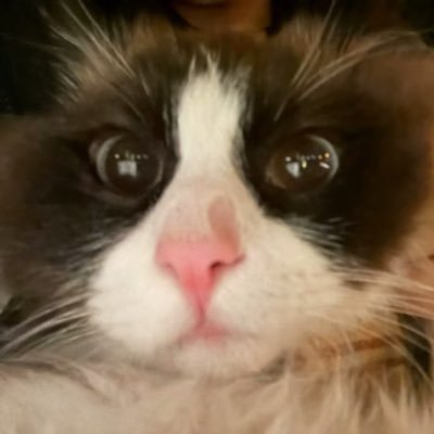I am a cat degen who always find good meme. Let cat save your world. Meow Meow 🐱