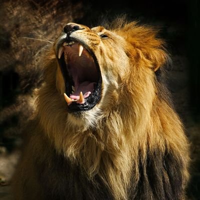 🙏🦁 Lion_Soldier Profile