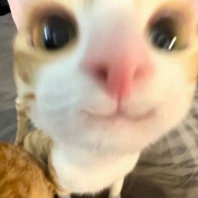 ASMIvory_priv's profile picture. 