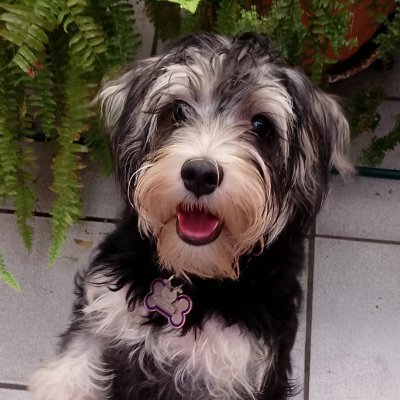 SakuraBere18's profile picture. 