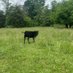 julius pepperwood🐄 (@eedwards533) Twitter profile photo julius pepperwood🐄 (@eedwards533) Twitter profile photo