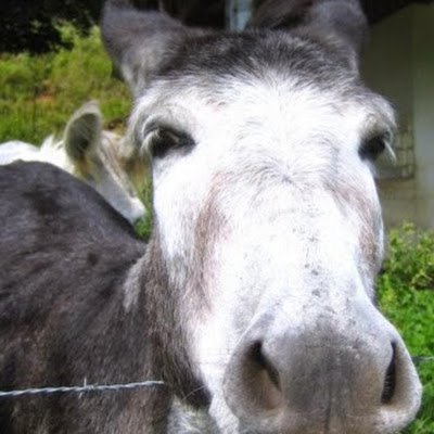 Nico_des_bois28's profile picture. 