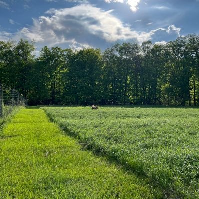 amy_goods's profile picture. 💭