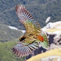 Remote Navigator (@remotenavigator) 's Twitter Profile