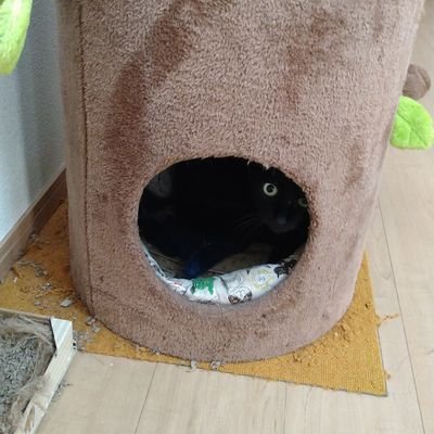 Ztt13Ttz's profile picture. 読書が好きです📕ミステリ小説を好んで読んでますが、時々恋愛小説も読みたくなります。読了した本の写真を投稿していきます✨おすすめの本があれば、ぜひ教えてください😊