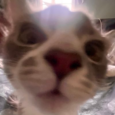 lil caeserさんのプロフィール画像