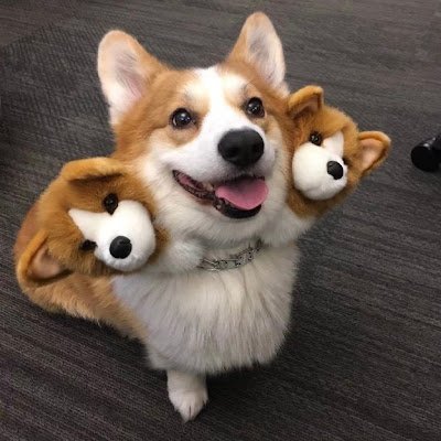 corgerus95997's profile picture. 