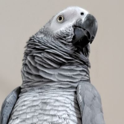 paz_goma's profile picture. ヨウムとﾊﾄﾁｬﾝ(2羽)爬虫類達と暮らしてる。ゲーム超まったり勢。ﾊﾟｽﾞﾄﾞﾗ/ﾓﾝｽﾄ/FGO/刀剣乱舞/ｸﾞﾗﾌﾞﾙ/ﾎﾟｹGO/ﾋﾟｸﾐﾝ/ﾓﾝﾊﾝnow/…等等。