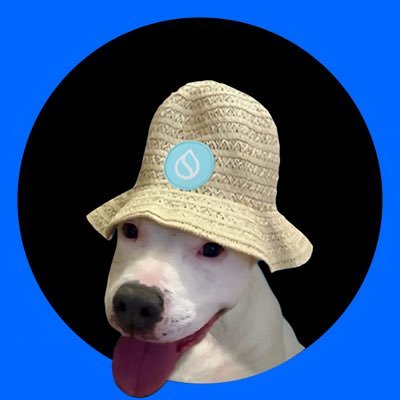 rondaOnSui's profile picture. The First Real Dog On Sui https://t.co/snkSvkeDNK