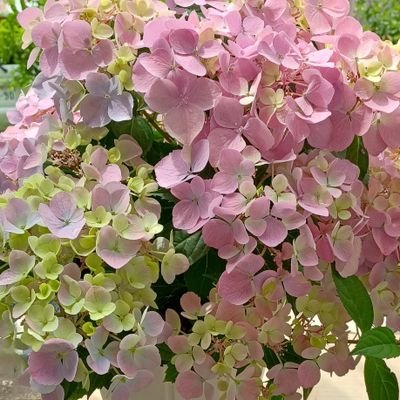 furufururose's profile picture. 