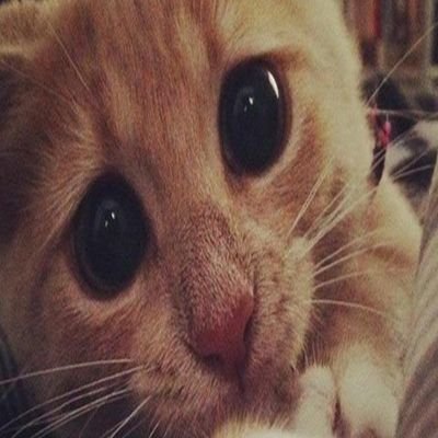 __meooowwww__'s profile picture. 