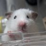 ha_chi1111's profile picture. UIUXデザイナーなハムスター🐹