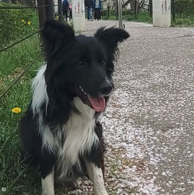 犬好き、釣り好きフォローします
ボーダーコリーborder collieと遊んでます🐕️
YouTuberになりたい娘達の為
きつねぞくちゃんねる始めましたhttps://t.co/tCIuOEY7KT