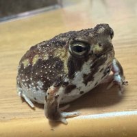 あぁ〜Kazuちゃん🦎🐸 (@poraque666) 's Twitter Profile Photo
