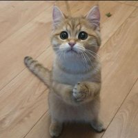 Tempest (@tempest114007) 's Twitter Profile