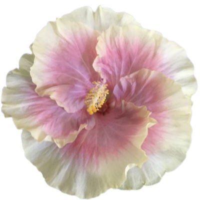 lalaooppsy's profile picture. 