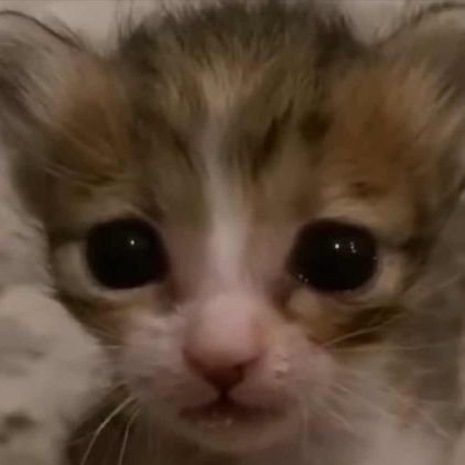 marzimarii's profile picture. ☆ •˙  ▽ ⊹ 🎀⊹ ▽  ˙• ☆
18 | DNI list: minors, proshippers (pls gtfo💔) shedtwt | I dont rlly tweet much tbh :/
✧─ • ｡ﾟ★: *.✦ .* :★. • ─✧