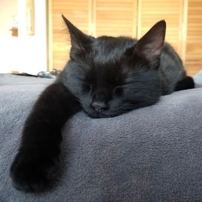 kaikeikaaaii's profile picture. YR my life