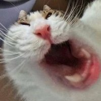 日野 (@10te1) 's Twitter Profile