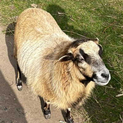 krullurkkrul's profile picture. Unoficial Luigi Mangione fan club.