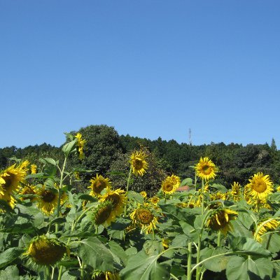 〇無言フォロー失礼します〇山歩き・・登山ではなく、ただ歩くだけ。〇クラシックギター・・夏、窓を開けて練習をすると、近所の家の窓がピシャッ、ピシャッと閉まっていきます。そんなレベル。〇落語・・米朝師匠、枝雀師匠のファンです。〇50数年前、サッカーをしていました。リフティングが5回以上続くとテクニシャンと言われた時代です