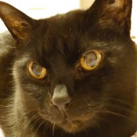 黒猫れんじろう (@renjironyan) 's Twitter Profile Photo 黒猫れんじろう (@renjironyan) 's Twitter Profile Photo