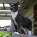 Cathy palermo - @Purplecat555 - Twitter