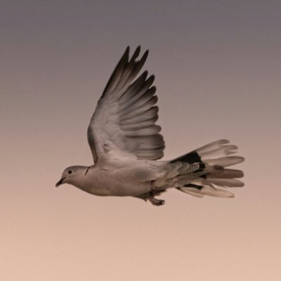 GodsEcho164466's profile picture. Peace. Faith. Purpose.
God’s presence, one video at a time.