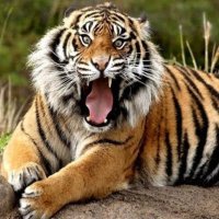 Pranaav Sharma (@pranaavsharma) 's Twitter Profile Photo