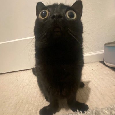 voxakunyaa's profile picture. micat👹🧧