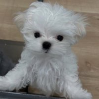 ゆあん (@yu0210347) 's Twitter Profile Photo ゆあん (@yu0210347) 's Twitter Profile Photo