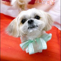 くーまん (@6mg7f) 's Twitter Profile