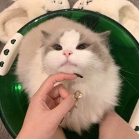 Luna (@oreugen) 's Twitter Profile