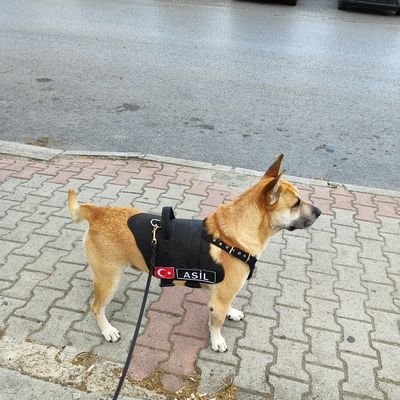 erc53erc's profile picture. Fenerbahçe
 💛💙