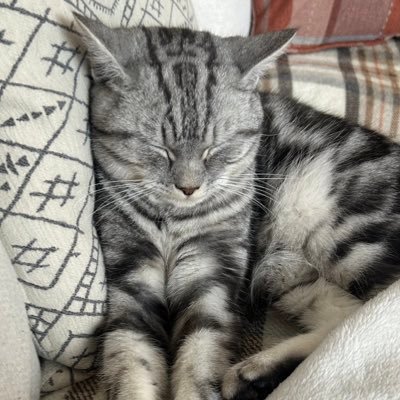 adambartons's profile picture. 