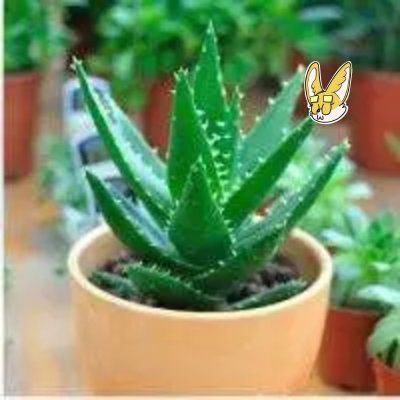 fannyfranco91's profile picture. 