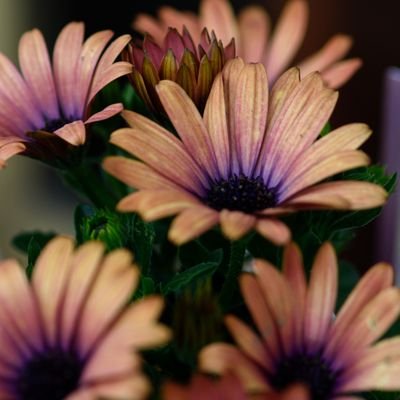 園芸・カメラ垢です。
最近は花🌼に力が入ってカメラ📷️がおろそかです😱
園芸もカメラも勉強中🔰
📷️:D3300
📷️:RX100M3
✉️:DM❌返しません🫣
過去写真はリンクから🙏