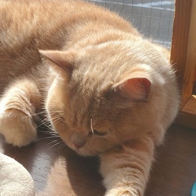青い猫さんのプロフィール画像