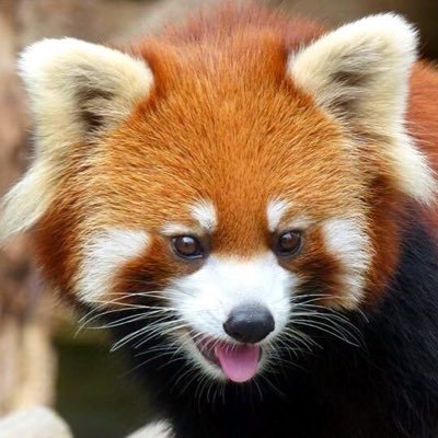 x4_iro's profile picture. 好きな生田は@Teru_Ikuta ちゃん(^╷ ̫╷^)🤍