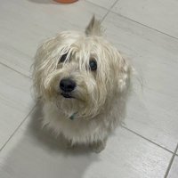 Goga (@gbaezasan) 's Twitter Profile