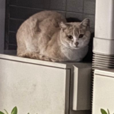 mii333yu's profile picture. 